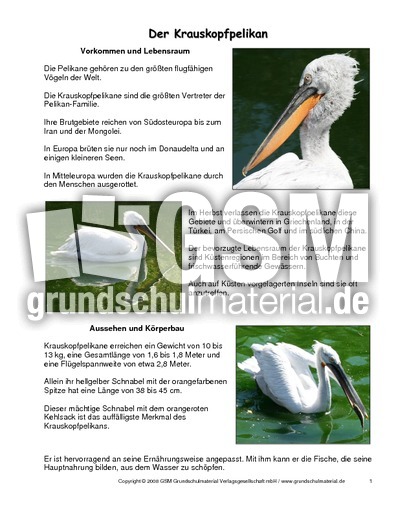 Krauskopfpelikan-Steckbrief.pdf